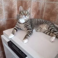 Unser kleiner Lillebror sucht sein Glück, Kater zur Adoption