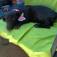 Lupina - fröhliche Hundewelpin, Hündin zur Adoption