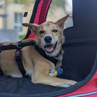 verschmuster Aurell sucht seine Menschen, Hund zur Adoption