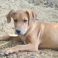 Magnus💕wartet in 23936 Grieben, Hund zur Adoption