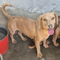 Sakura, Hündin zur Adoption