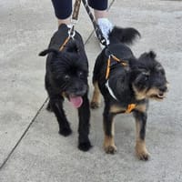 Liquirizia und Mascherina, Hündin zur Adoption
