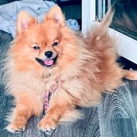 Maestro in 82140 Olching, Hund zur Adoption