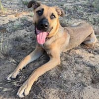 Spürnase OTTO sucht hundeerfahrene Menschen, Hund zur Adoption