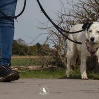 liebe, freundliche Seniorin CARLA, Hündin zur Adoption