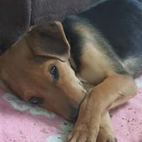 Fritte💕wartet in 23936 Grieben, Hund zur Adoption