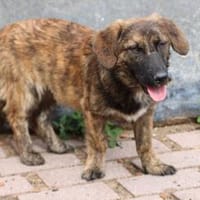 Minko - goldiger Dackelbub, Hund zur Adoption