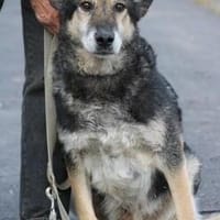 Meto - sehr zutraulich u. verschmust, Hund zur Adoption