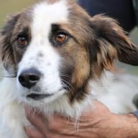 Tamas - unkomplizierter Jungrüde, Hund zur Adoption