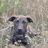 Bill  vorsichtiger Junghund, Hund zur Adoption