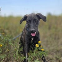 Józef Juz  großer Charmeur mit Persönlichkeit, Hund zur Adoption