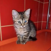 Josefinchen sucht ein liebevolles Zuhause, Katze zur Adoption