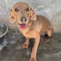 Haruta, Hund zur Adoption