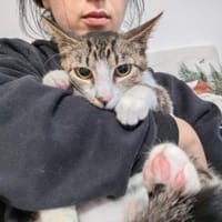 Schüchterne liebe Mica sucht liebes Heim, Katze zur Adoption