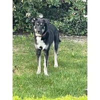 Tonia - wartet in 91094 Bräuningshof, Hündin zur Adoption