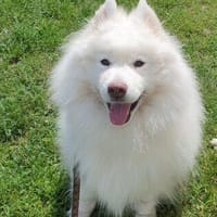 Samojedenrüde Taro, Hund zur Adoption
