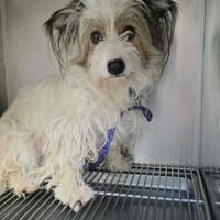 Cookie sucht sein Für-immer-Zuhause!, Hündin zur Adoption