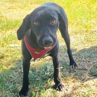 Anton ein Labrador Mischling, Hund zur Adoption