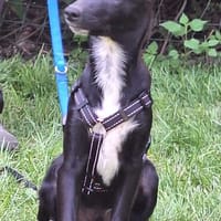 Welpenjunge JUNO  ein Träumchen!, Hund zur Adoption