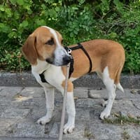Die liebe Olga sucht ihre Familie, Hündin zur Adoption