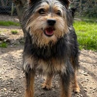 Monty, Hund zur Adoption