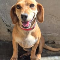 Hana, Hündin zur Adoption