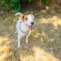 Jack Russel Hündin Shiko gut erzogen, Hündin zur Adoption