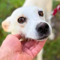 Tiffy, Hündin zur Adoption
