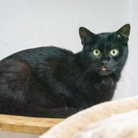 Vampi, Katze zur Adoption
