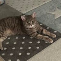 El Chapolino in Griesheim sucht neues Heim, Kater zur Adoption