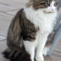 Spoggy in 67631 Freisbach sucht neues Heim, Kater zur Adoption