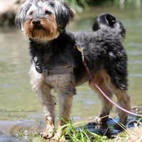 Unser Schnuckelchen ❤TOBY!, Hund zur Adoption