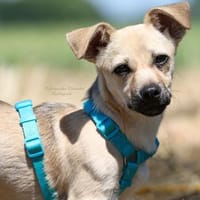 Welpenjunge RIAD ❤ einfach zauberhaft!, Hund zur Adoption