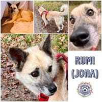 RUMI -  vom Schatten ins Licht, Hündin zur Adoption