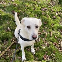 Liebe Ally verliert ihr Zuhause, Hündin zur Adoption
