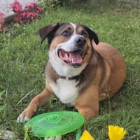 Vermittlungshilfe  Teddy, Hund zur Adoption