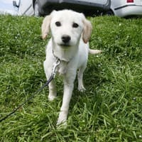 Maili ist eine so liebe, sanfte Seele!, Hündin zur Adoption