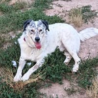 Rocco, Rüde sucht neue Familie, Hund zur Adoption