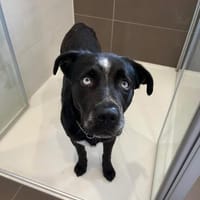 Jimmy, Hund zur Adoption