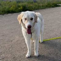 Nala - die ruhig sanfte Begleiterin, Hündin zur Adoption