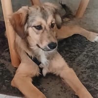 Süße Bella sucht liebevolles Zuhause, Hündin zur Adoption