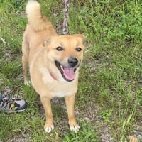 Liebe,freundliche Bella, Hündin zur Adoption