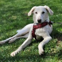Zoran 60 cm  (Pflegestelle), Hund zur Adoption