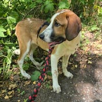 Die kleine Oda sucht ihre Familie, Hündin zur Adoption