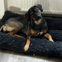Aktive und verständie Hundeleute gesucht, Hündin zur Adoption