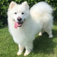 Samojedenrüde Ludo, Hund zur Adoption
