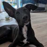 Welpenjunge CHICO  ein Traumhund!, Hund zur Adoption