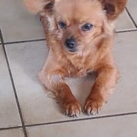 Leyla süße tolle kleine Hündin, Hündin zur Adoption