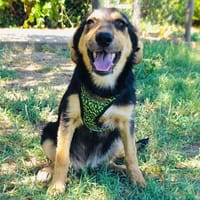 Zara ein verschmustes Mädchen, Hündin zur Adoption