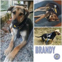 BRANDY ° sensibler Rüde, Hund zur Adoption